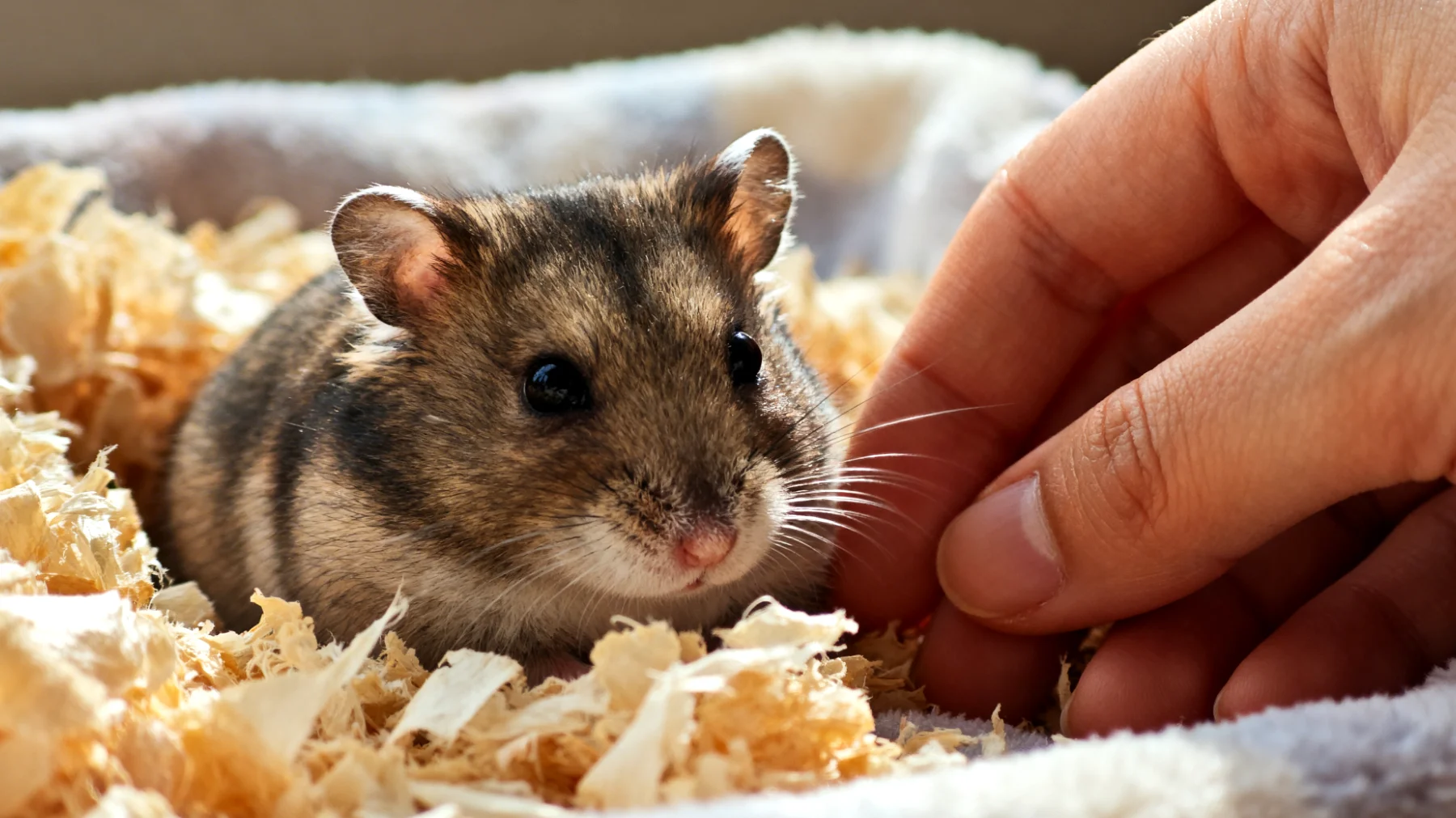 Hamster benötigen nach einer Kastration besondere Pflege und Schmerzlinderung, wobei viele Halter unsicher sind, welche natürlichen Hausmittel zur Unterstützung der Wundheilung und des Wohlbefindens sicher angewendet werden können"